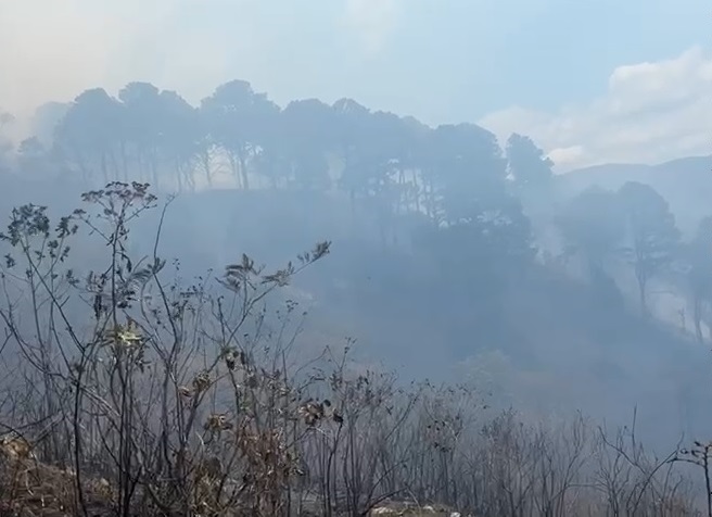 Incendio forestal arrasa árboles de pinos en Matagalpa Managua. Radio La Primerísima