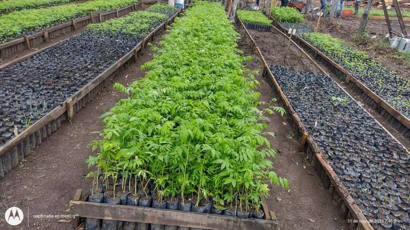 Instalan viveros forestales en Estelí y Somoto Managua. Radio La Primerísima
