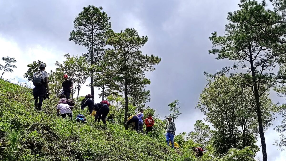 Reforestan área protegida en cordillera Dipilto-Jalapa Managua. Radio La Primerísima