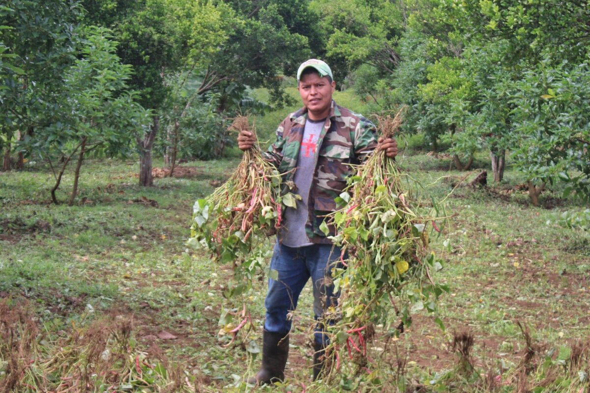 ¡Qué buena cosecha de frijoles! Managua. Consejo de Comunicación y Ciudadanía