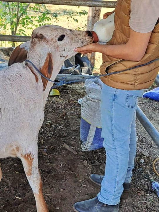 Crece producción de leche y carne bovina en municipio El Jícaro El Jícaro. Alina Lorío, Las Segovias en Noticias