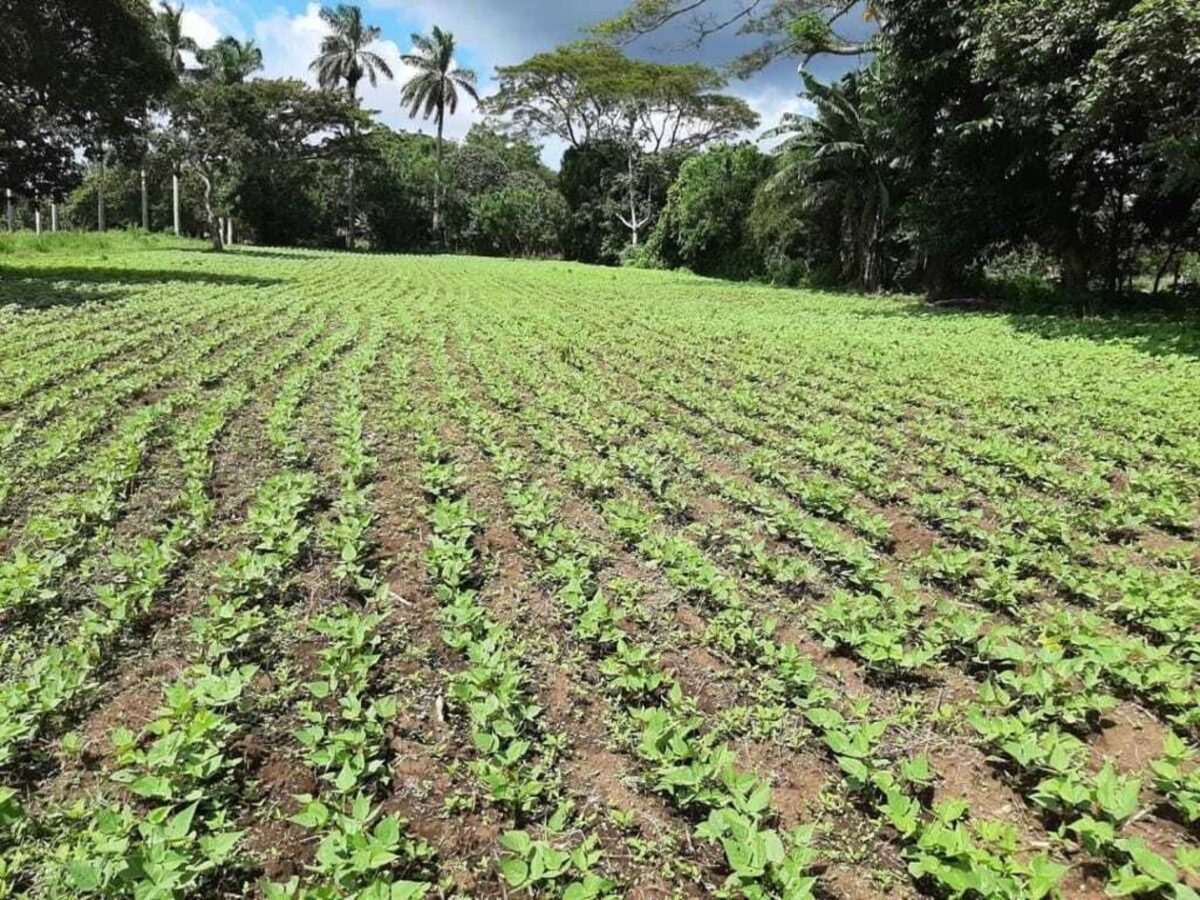 Optimismo entre los campesinos que siembran maíz, frijoles y arroz Managua. Por Kenia Doña, TeleSur