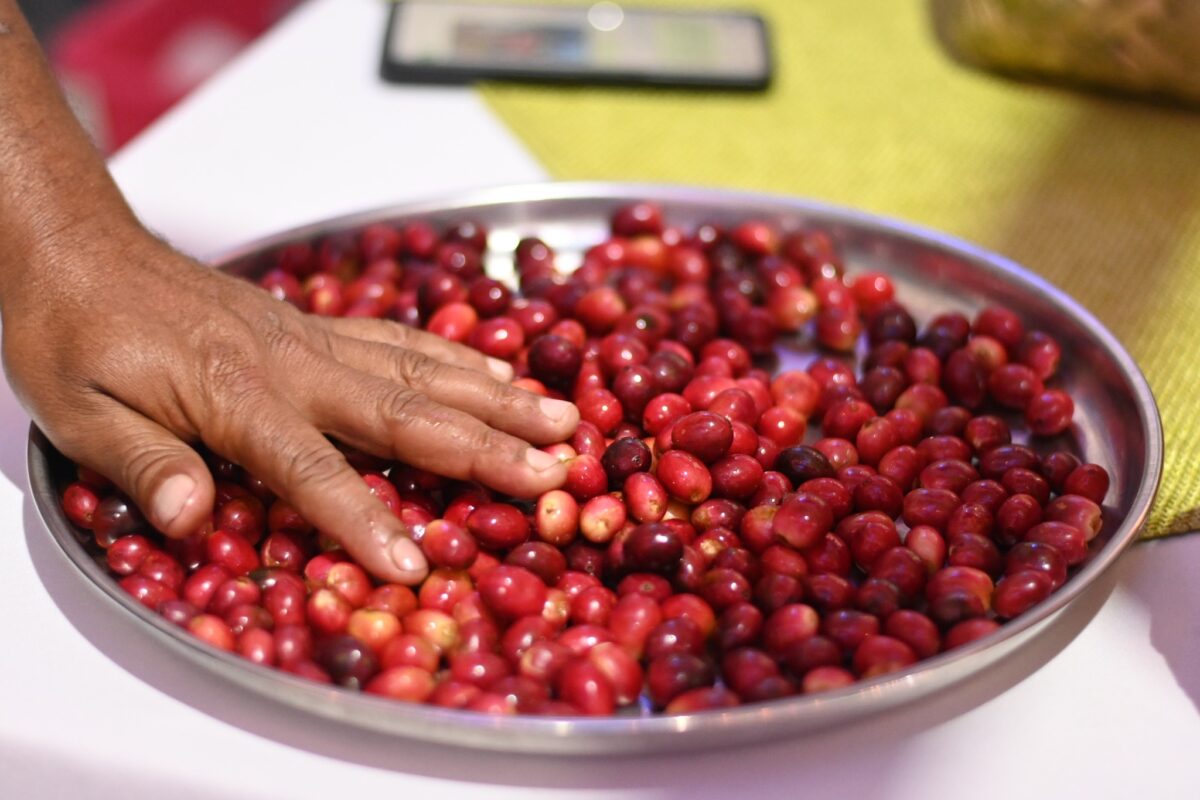 Anuncian segundo festival de café segoviano Managua. Consejo de Comunicación y Ciudadanía 