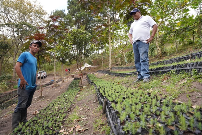 Vivero en Condega produce 50 mil plantas de distintas especies Managua. Consejo de Comunicación y Ciudadanía